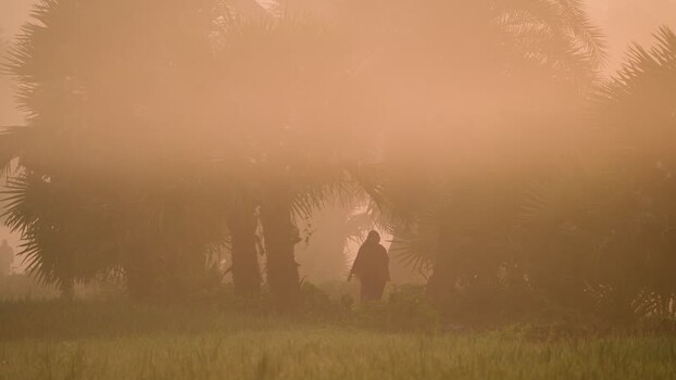 View of a person walking through a misty field Bangladesh. View of a person walking through a misty field Bangladesh.