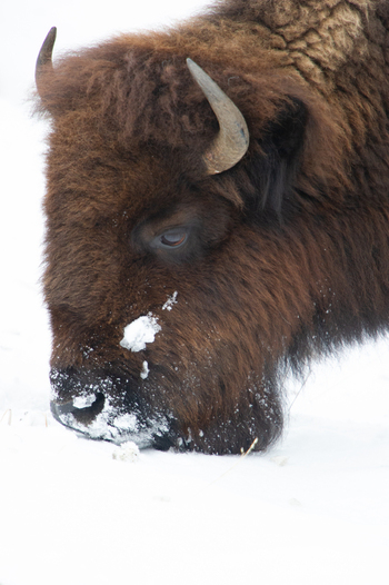 View of a bison with snow on its nose foraging in the winter landscape of Yellowstone National Park United States.