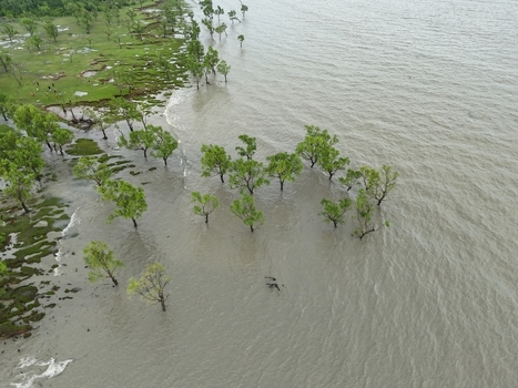Aerial view of trees growing in the coastal waters near the shoreline in Sitakund Chittagong Division Bangladesh. Aerial view of trees growing in the coastal waters near the shoreline in Sitakund Chittagong Division Bangladesh.