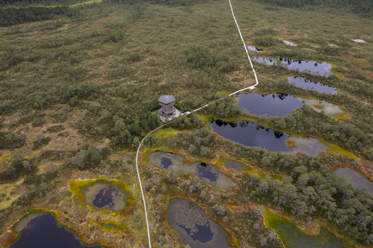 Aerial view of the Viru bog nature trail featuring a wooden observation tower winding boardwalks and dark pools surrounded by marshland and pine trees Loksa Harju maakond Estonia. Aerial view of the Viru bog nature trail featuring a wooden observation tower winding boardwalks and dark pools surrounded by marshland and pine trees Loksa Harju maakond Estonia.