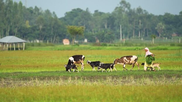 View of a woman walking with cows and goats in a field Bangladesh. View of a woman walking with cows and goats in a field Bangladesh.
