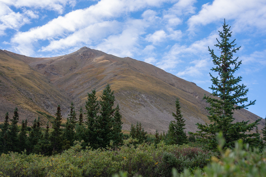View of Mount Belford Oxford in the Collegiate Peaks Wilderness with coniferous trees and mountain slopes under a blue sky in Buena Vista Colorado.