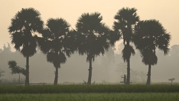 View of palm trees silhouetted against a hazy morning sky Bangladesh.
