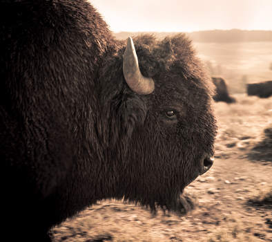 View of an American bison standing in a grassy field during golden hour in Yellowstone National Park Wyoming United States. View of an American bison standing in a grassy field during golden hour in Yellowstone National Park Wyoming United States.