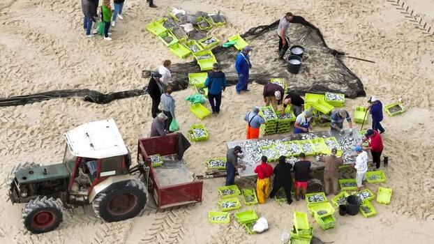 Aerial view of fishermen sorting fresh fish on the beach Portugal.