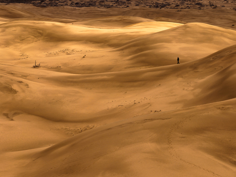 Aerial view of a lone person walking across the vast golden sand dunes of the desert in Senek Mangystau Region Kazakhstan.