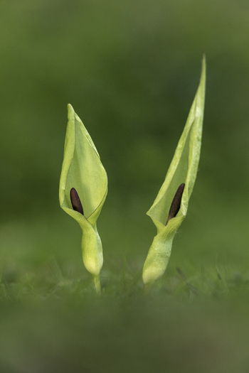 View of two Lords and Ladies plants with green spathes and dark spadices growing in a grassy meadow in Cambridgeshire United Kingdom. View of two Lords and Ladies plants with green spathes and dark spadices growing in a grassy meadow in Cambridgeshire United Kingdom.