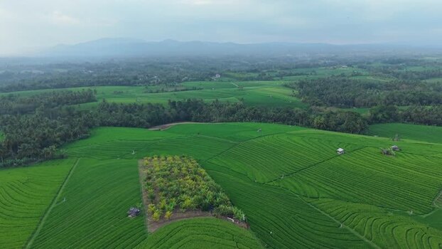 Aerial view of Soka Rice Field in Selemadeg Indonesia.