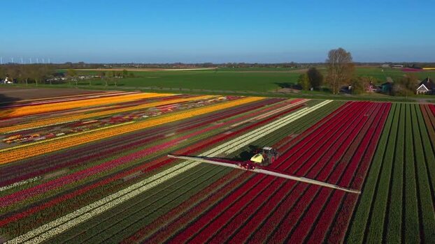 Aerial view of a tractor working in colorful tulip fields Netherlands.