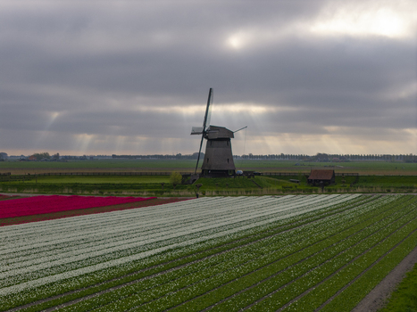 Aerial view of a historic windmill amidst vibrant rows of white and red tulips in the Dutch countryside under a dramatic cloudy sky Schermerhorn North Holland Netherlands. Aerial view of a historic windmill amidst vibrant rows of white and red tulips in the Dutch countryside under a dramatic cloudy sky Schermerhorn North Holland Netherlands.