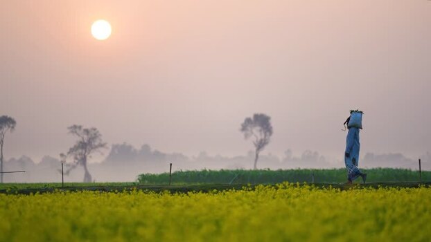 View of a farmer walking in a field at sunrise in Bogura Bangladesh. View of a farmer walking in a field at sunrise in Bogura Bangladesh.