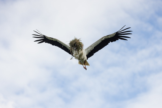 View of a white stork in flight carrying nesting material in its beak against a cloudy blue sky Selestat Grand Est France.