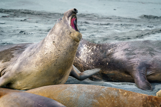 View of a southern elephant seal roaring with its mouth wide open on a sandy beach among a colony in Antarctica. View of a southern elephant seal roaring with its mouth wide open on a sandy beach among a colony in Antarctica.