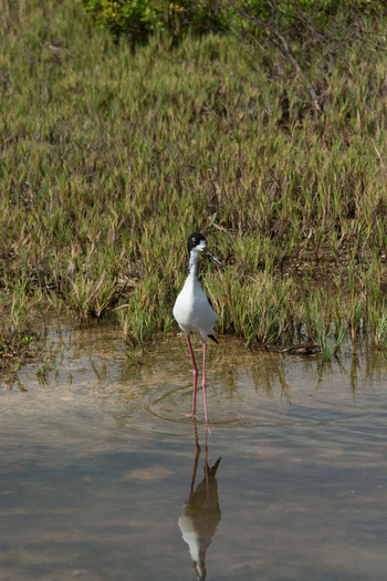 View of a black necked stilt standing in shallow water with its reflection visible against a background of green marsh grass in Maui County Hawaii United States.