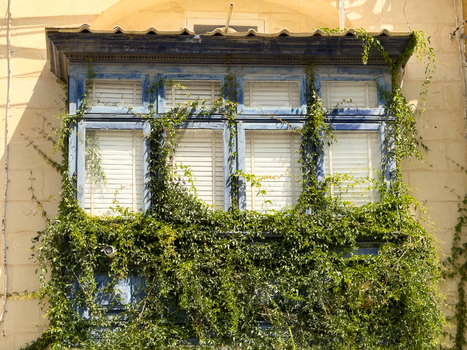 View of a blue enclosed balcony draped in vibrant green vines a striking contrast against the beige stone facade adding charm Valletta Malta. View of a blue enclosed balcony draped in vibrant green vines a striking contrast against the beige stone facade adding charm Valletta Malta.