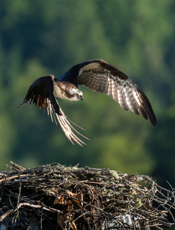 View of an osprey in flight with wings spread above its stick nest in Pitt Meadows British Columbia Canada. View of an osprey in flight with wings spread above its stick nest in Pitt Meadows British Columbia Canada.