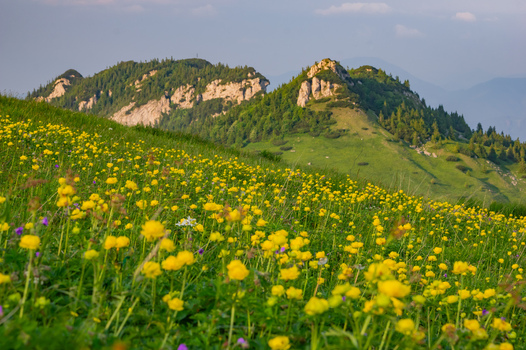 View of globeflowers blooming in a meadow under Ploska peak in Velka Fatra National Park in Bela Dulice Zilina Region Slovakia.