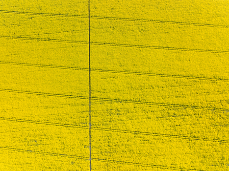 Aerial view of vibrant yellow rapeseed fields with parallel tractor tracks and a vertical dividing line in the countryside of Nuffield Oxfordshire United Kingdom. Aerial view of vibrant yellow rapeseed fields with parallel tractor tracks and a vertical dividing line in the countryside of Nuffield Oxfordshire United Kingdom.