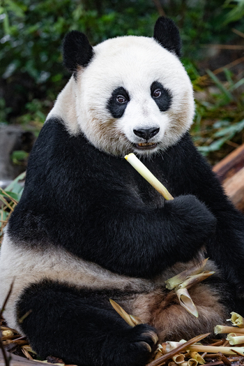 View of a giant panda eating bamboo at the Chengdu Research Base of Giant Panda Breeding in Chengdu Sichuan China. View of a giant panda eating bamboo at the Chengdu Research Base of Giant Panda Breeding in Chengdu Sichuan China.