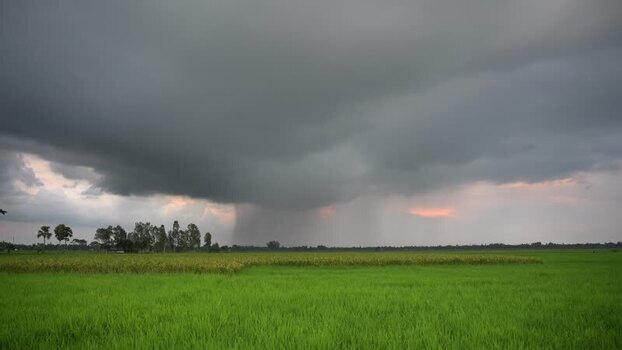 View of storm clouds and rain over green rice fields Bangladesh.