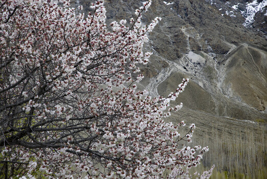 View of a blooming apricot tree with white flowers against the backdrop of rugged mountain slopes in Gilgit Baltistan Pakistan.