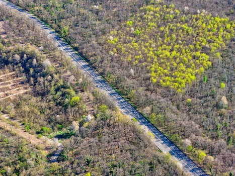 Aerial view of a road cutting through a dense forest a ribbon of grey amidst a sea of green and brown Sausheim Grand Est France.