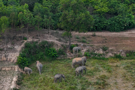 Aerial view of a herd of elephants grazing in a grassy field surrounded by trees and dirt paths in Sherpur Mymensingh Bangladesh.