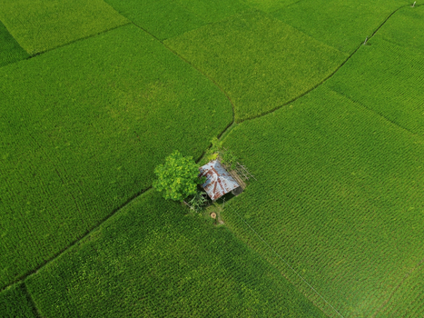 Aerial view of a small hut with a metal roof nestled within vibrant green rice fields in Joypurhat Rajshahi Division Bangladesh. Aerial view of a small hut with a metal roof nestled within vibrant green rice fields in Joypurhat Rajshahi Division Bangladesh.