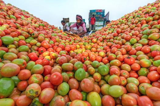Bogura Bangladesh 24 January 2022 View of workers sorting through massive piles of fresh red and green tomatoes at a wholesale market under a clear sky. Bogura Bangladesh 24 January 2022 View of workers sorting through massive piles of fresh red and green tomatoes at a wholesale market under a clear sky.