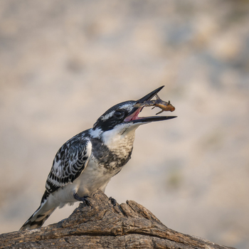View of a Pied Kingfisher perched on a wooden branch with a small fish in its beak in Botswana.