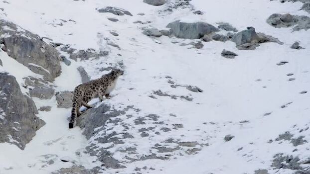 View of a snow leopard in Khunjerab National Park Pakistan. View of a snow leopard in Khunjerab National Park Pakistan.