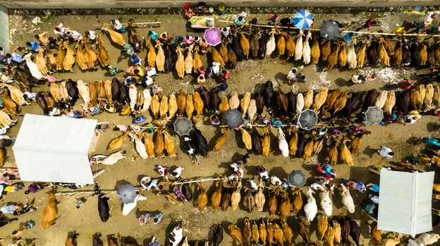 Aerial view of Baish Mowza Sarak Bazar cattle market with cows bulls people and colorful umbrellas providing shade in Nabinagar Chittagong Division Bangladesh. Aerial view of Baish Mowza Sarak Bazar cattle market with cows bulls people and colorful umbrellas providing shade in Nabinagar Chittagong Division Bangladesh.