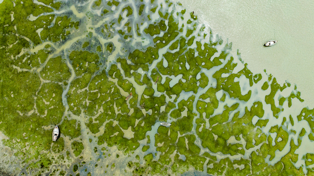 Aerial view of the lush green marshlands and tidal channels in Patharghata with small wooden boats resting in the shallow water Patharghata Barisal Division Bangladesh. Aerial view of the lush green marshlands and tidal channels in Patharghata with small wooden boats resting in the shallow water Patharghata Barisal Division Bangladesh.