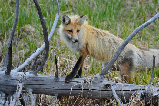 View of a red fox standing on a fallen tree trunk in a grassy meadow at Yellowstone National Park United States. View of a red fox standing on a fallen tree trunk in a grassy meadow at Yellowstone National Park United States.