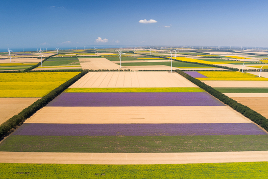 Aerial view of colorful agricultural fields with wind turbines and rows of crops under a clear blue sky in Saints Constantine and Helena Varna Bulgaria.