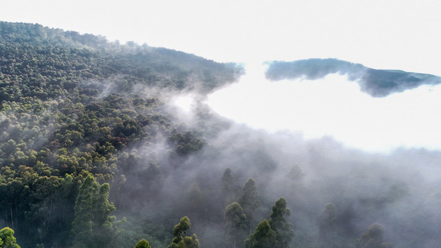 Aerial view of a dense green forest on a mountain slope partially obscured by thick white mist and low clouds in Garden Route District Municipality Western Cape South Africa.