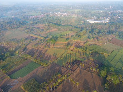 Aerial view of agricultural fields with palm trees and a small village in the distance in Ngajum East Java Indonesia. Aerial view of agricultural fields with palm trees and a small village in the distance in Ngajum East Java Indonesia.