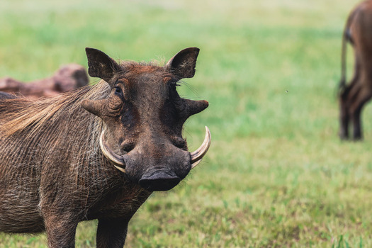 View of a common warthog with prominent tusks and facial warts standing in a lush green field at Welgevonden Game Reserve Waterberg District Municipality Limpopo South Africa. View of a common warthog with prominent tusks and facial warts standing in a lush green field at Welgevonden Game Reserve Waterberg District Municipality Limpopo South Africa.