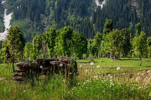 View of Arang Kel village in Neelum Valley with dandelions in the foreground and lush green trees against a forested mountain backdrop Arang Kel Azad Kashmir Pakistan. View of Arang Kel village in Neelum Valley with dandelions in the foreground and lush green trees against a forested mountain backdrop Arang Kel Azad Kashmir Pakistan.