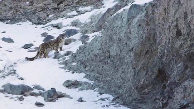 View of a snow leopard in Khunjerab National Park Pakistan.