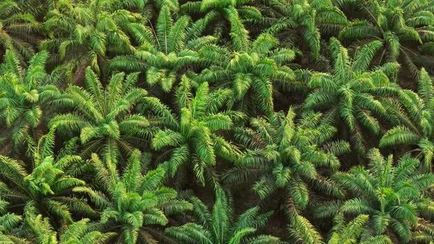 Aerial view of oil palm plantation in Anggana Indonesia. Aerial view of oil palm plantation in Anggana Indonesia.