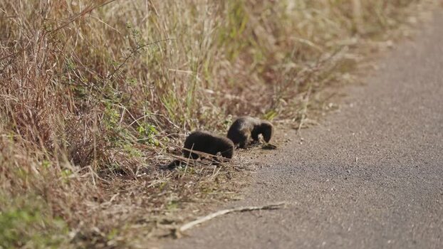 View of dwarf mongooses foraging by a road South Africa.
