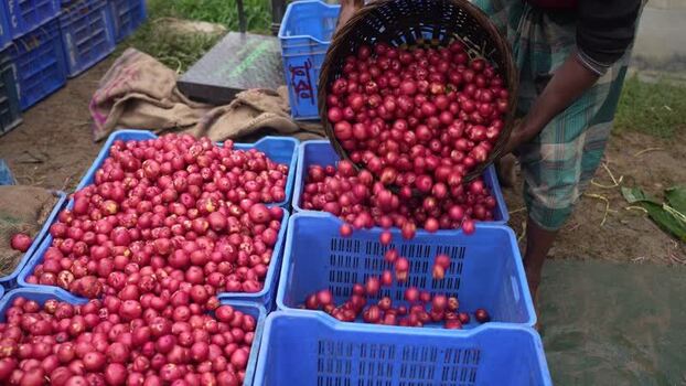 View of a worker pouring red potatoes into blue crates Bangladesh. View of a worker pouring red potatoes into blue crates Bangladesh.