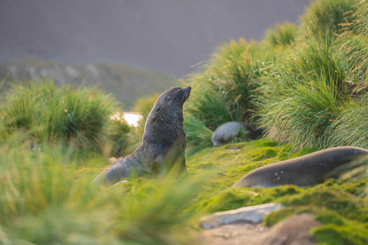 View of a fur seal resting in the tussock grass at Jason Harbour South Georgia and the South Sandwich Islands. View of a fur seal resting in the tussock grass at Jason Harbour South Georgia and the South Sandwich Islands.