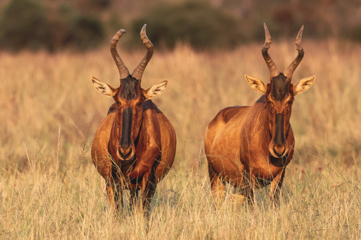 View of two red hartebeests standing in the tall dry grass of Welgevonden Game Reserve during golden hour Waterberg District Municipality Limpopo South Africa. View of two red hartebeests standing in the tall dry grass of Welgevonden Game Reserve during golden hour Waterberg District Municipality Limpopo South Africa.