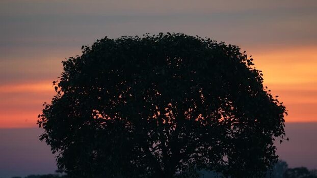 View of a tree silhouette against a sunset sky Bangladesh.