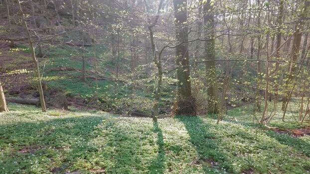View of wood anemones blooming in Anggarden forest Sweden.