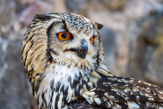 View of an Eurasian Eagle Owl with striking orange eyes and detailed plumage against a rocky background in Selestat Grand Est France.