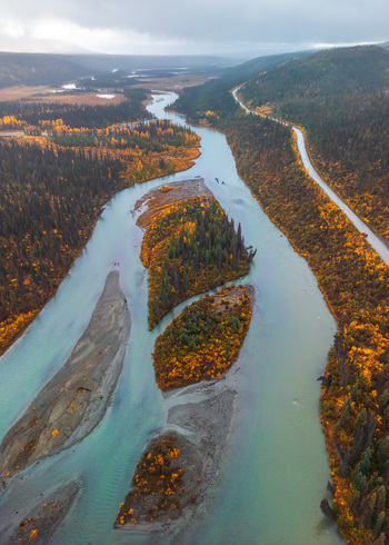 Aerial view of Denali National Park and Preserve featuring a winding river with gravel bars and vibrant autumn foliage along the banks in Milford Alaska United States.