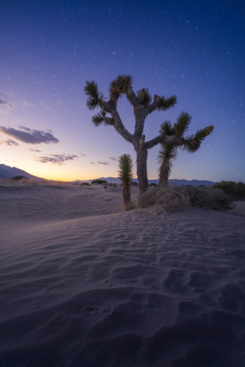 View of a silhouette of a Joshua tree standing on sand dunes under a starry twilight sky with distant mountains Lone Pine California United States.